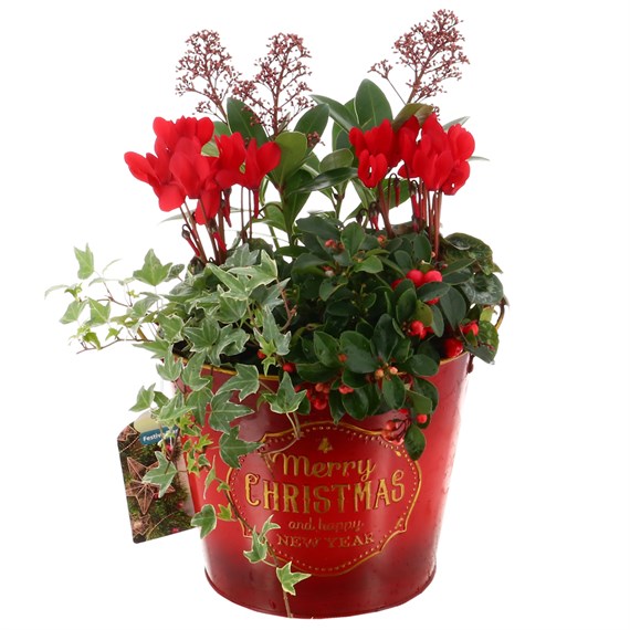 Christmas Festive Medium Red Gradient 'Merry Christmas' Bedding Planter