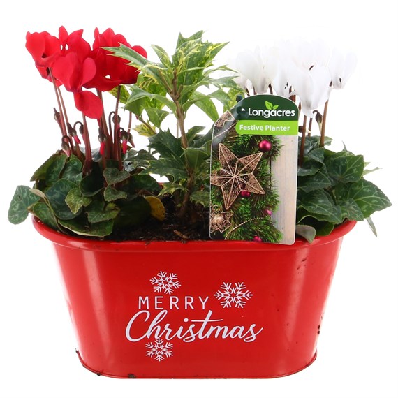 Christmas Festive Red Galvanised Tin 'Merry Christmas' Bedding Planter