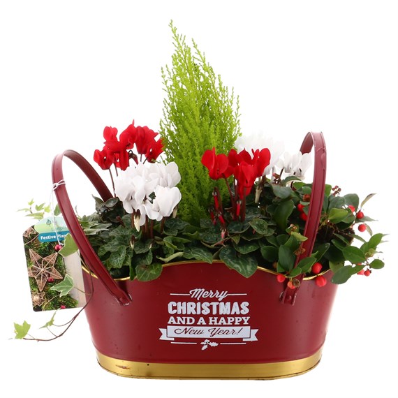 Christmas Festive Red 'Merry Christmas' Bedding Planter with Handles