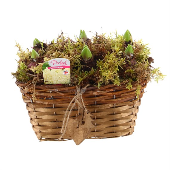 Christmas Festive Wicker Hyacinth Basket with Hanging Decorations Bulb Planter - White