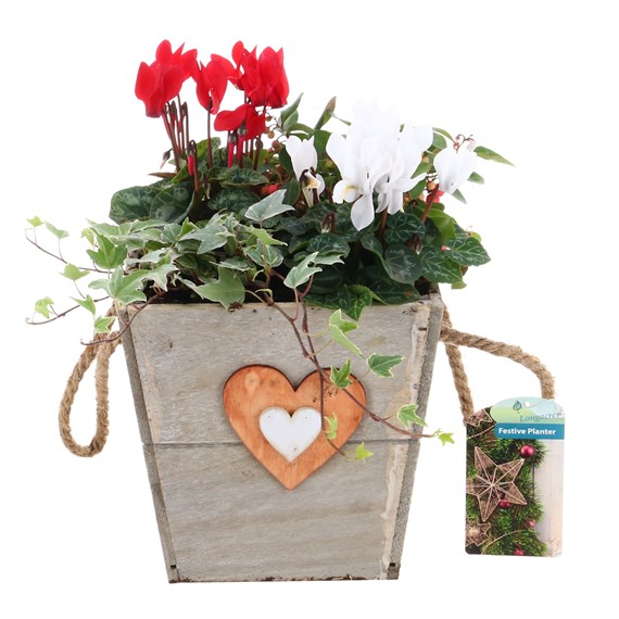 Christmas Festive Wooden Heart Bedding Planter