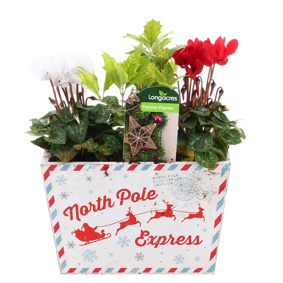 Christmas Festive Wooden 'North Pole' Design Trough Bedding Planter