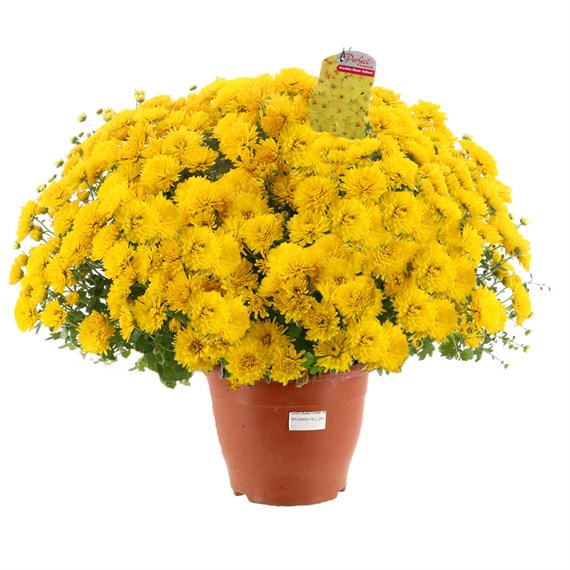 Chrysanthemum Garden Mum Yellow 6.5L Pot Bedding