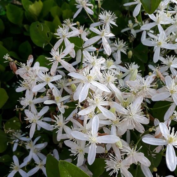 Clematis Armandii 3 Litre Climber Plant