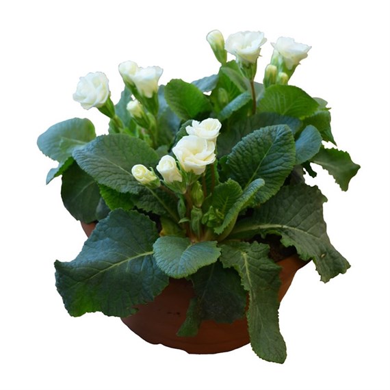 Cream Primrose Bowl Bedding 16cm Pot