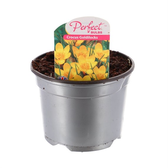 Crocus Goldilocks Spring Bulbs 10.5cm Potted Bulbs Bedding