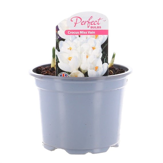 Crocus Miss Vain Spring Bulbs 10.5cm Potted Bulbs Bedding