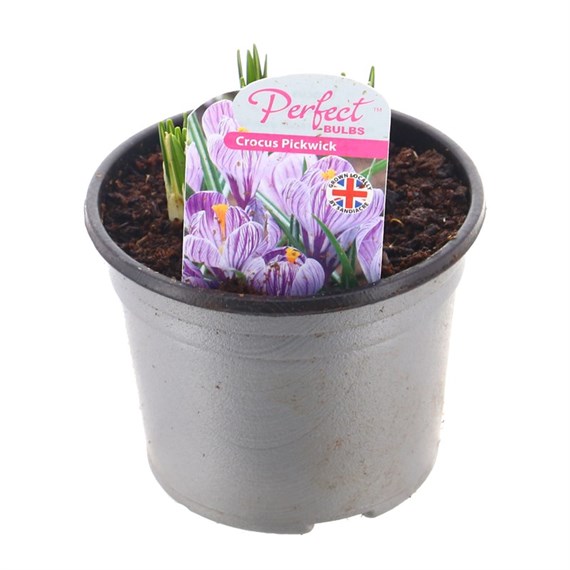 Crocus Pick Wick Spring Potted Bulbs 10.5cm Pot Bedding