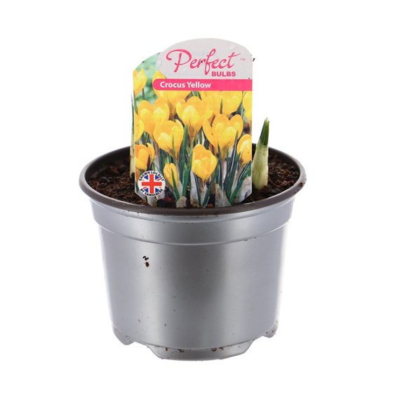 Crocus Yellow 10.5cm Potted Bulbs Bedding