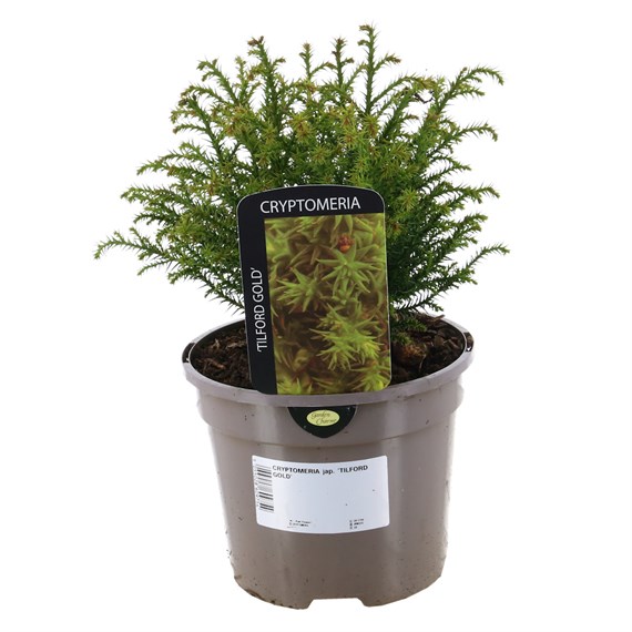 Cryptomeria Japonica ’Tilford Gold’ - 3L Pot