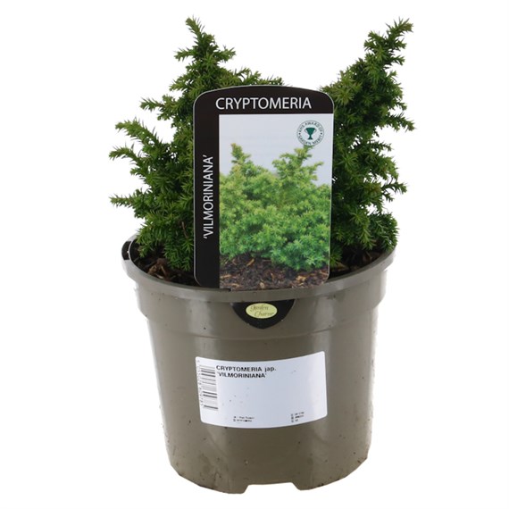 Cryptomeria Japonica ’Vilmoriniana’ - 3L Pot