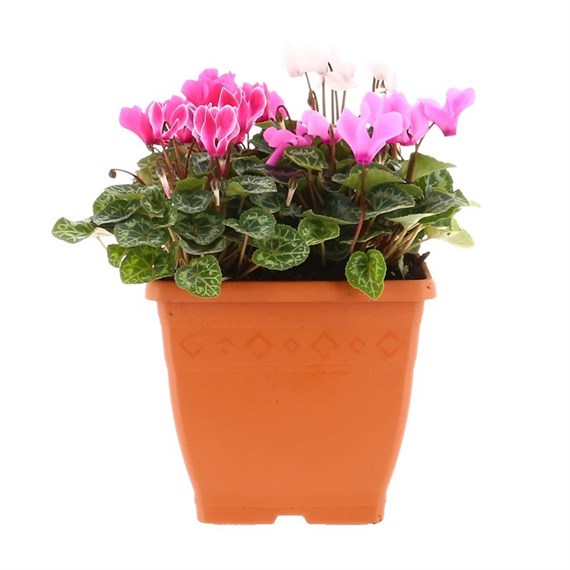 Cyclamen 19cm Square Sonja Pot Bedding 