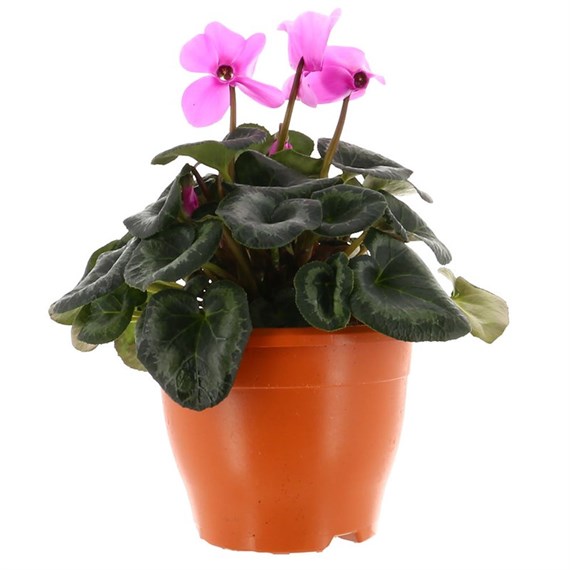 Cyclamen 19cm Sabina Bedding Planter 