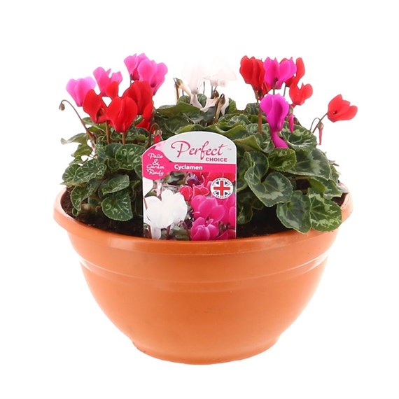 Cyclamen 27cm Bedding Bowl Planter 