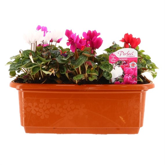 Cyclamen 30cm Trough Pot Bedding 