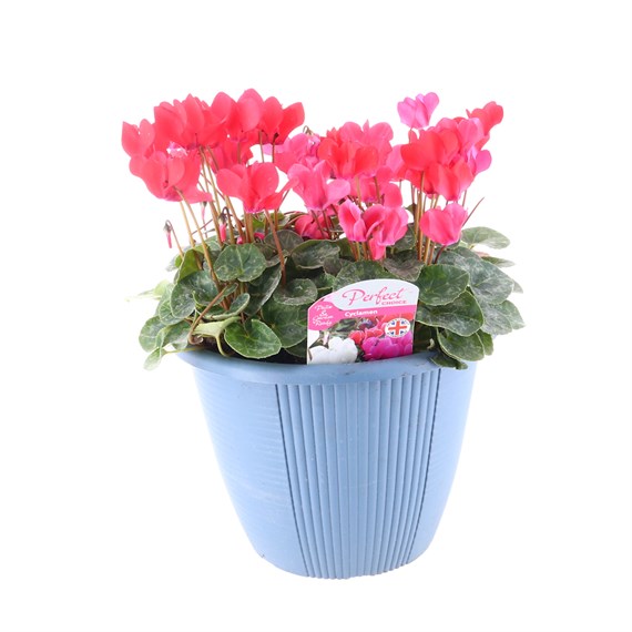 Cyclamen Ammam Planted Bedding 10 Inch Decorative Planter