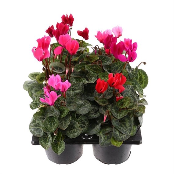 Carry Home Pack - Cyclamen Mixed - 6 x 10.5cm Pot Bedding