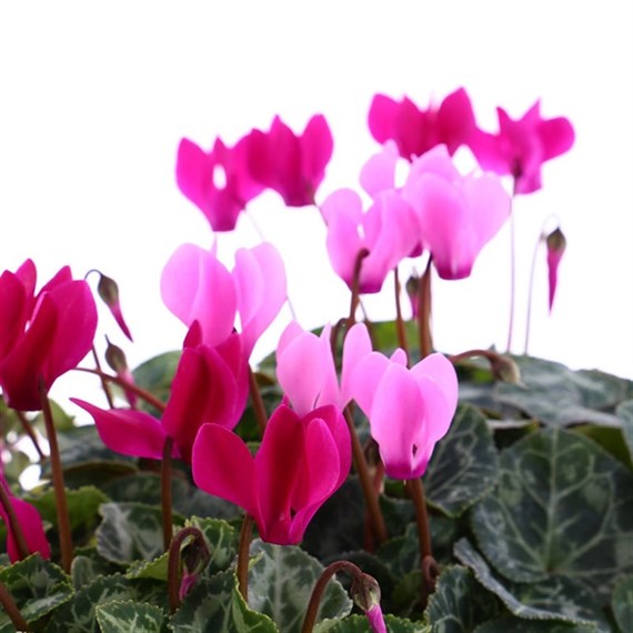 Carry Home Pack - Cyclamen Mixed - 6 x 10.5cm Pot Bedding