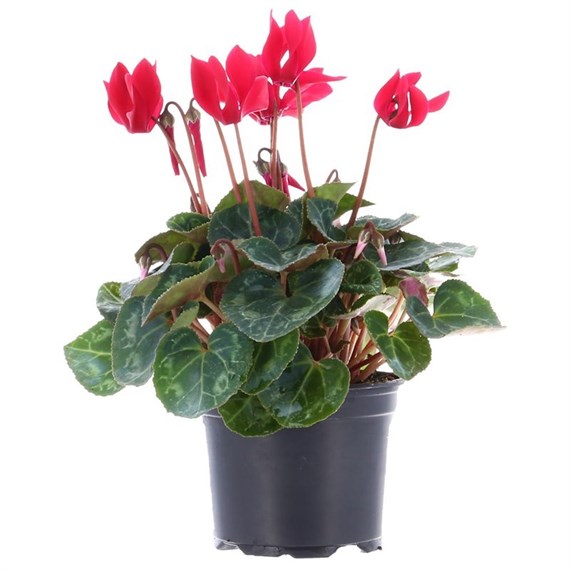 Cyclamen Dark Pink 10.5cm Pot Bedding 