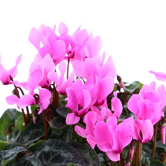 Cyclamen Rose 6 Pack Boxed Bedding