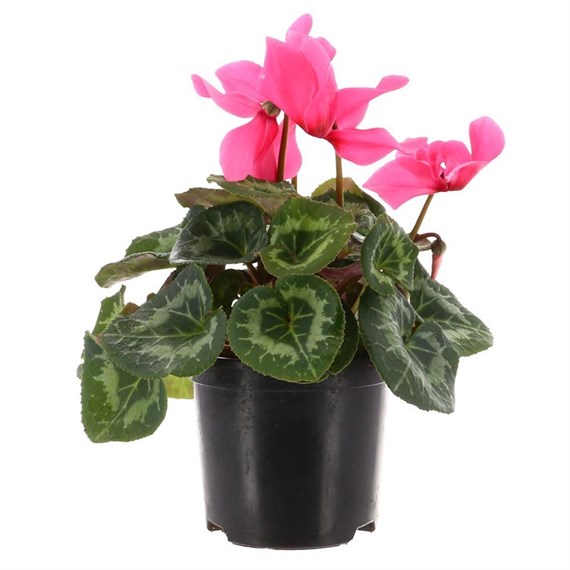 Cyclamen Large Flower Dark Pink 13cm Pot Bedding 