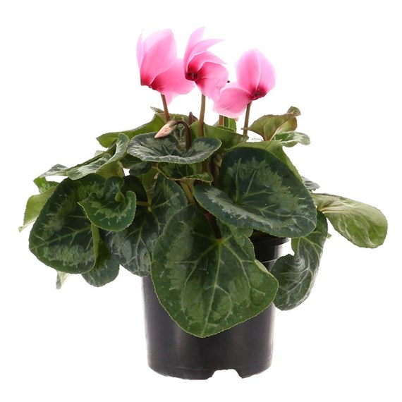 Cyclamen Large Flower Light Pink 13cm Pot Bedding 