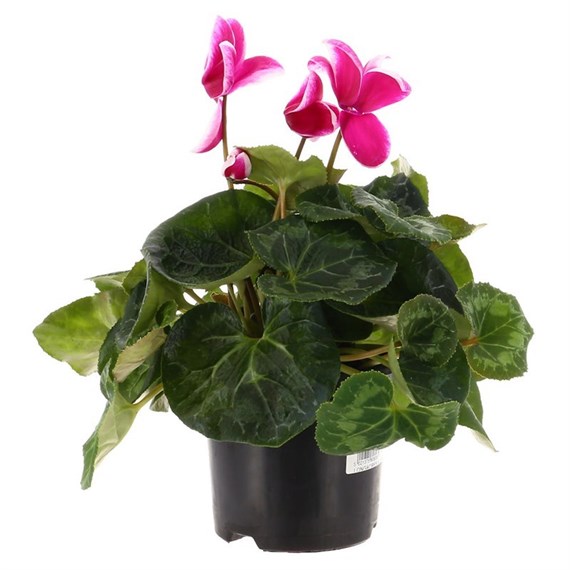 Cyclamen Large Flower Pink & White 13cm Pot Bedding 