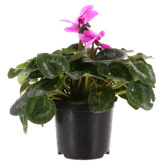 Cyclamen Large Flower Purple 13cm Pot Bedding 