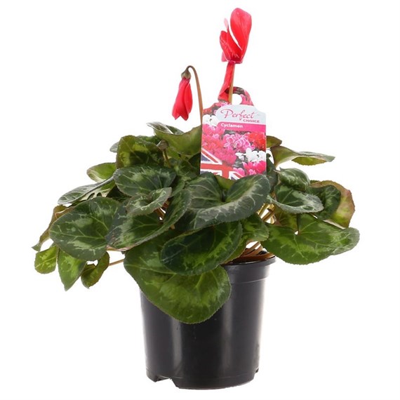 Cyclamen Large Flower Red 13cm Pot Bedding 