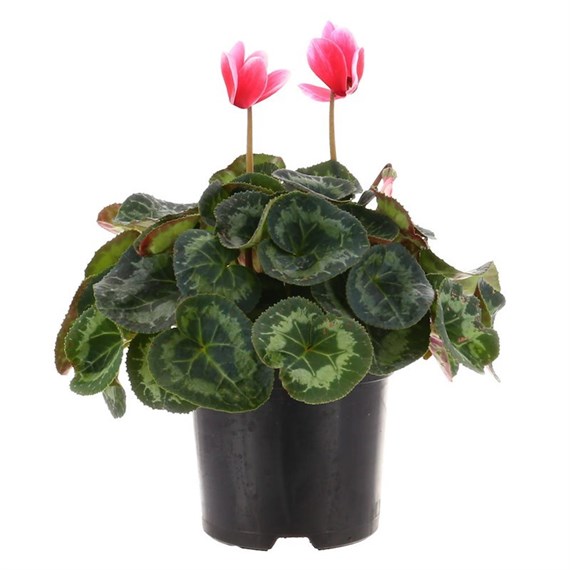 Cyclamen Large Flower Red & White 13cm Pot Bedding 