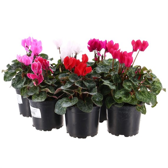 Cyclamen Miracle Mixed 10.5cm Pot Bedding