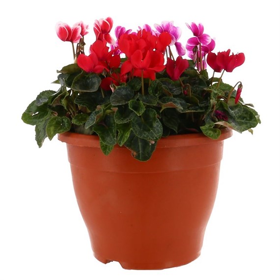 Cyclamen Mixed 6.5L Pot Bedding 