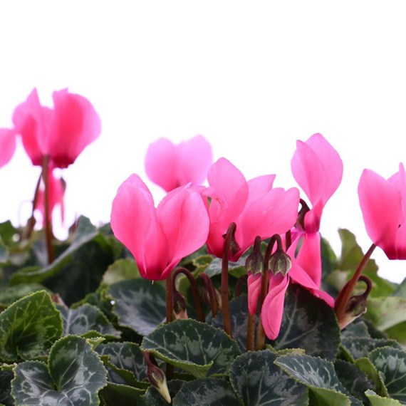 Cyclamen Salmon 6 Pack Boxed Bedding