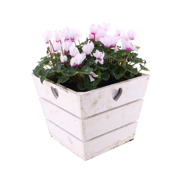 Cyclamen Wooden Sqaure Heart Bedding Planter - Design 1