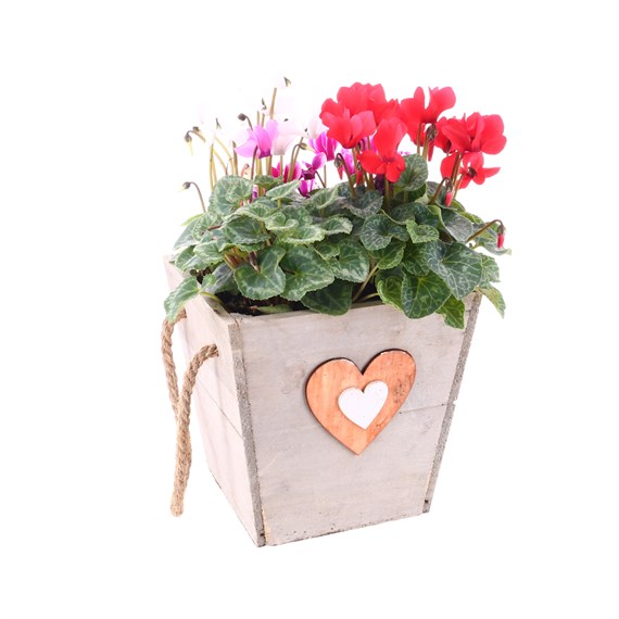 Cyclamen Wooden Sqaure Heart Bedding Planter - Design 2