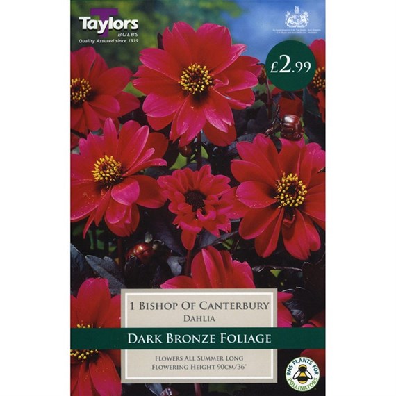 Taylors Bulbs Dahlia Bishop Of Canterbury (Single Pack) (TS462)