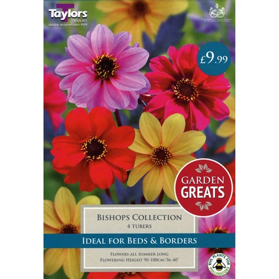 Taylors Bulbs Dahlia Bishops Collection (4 Pack) (SV300)