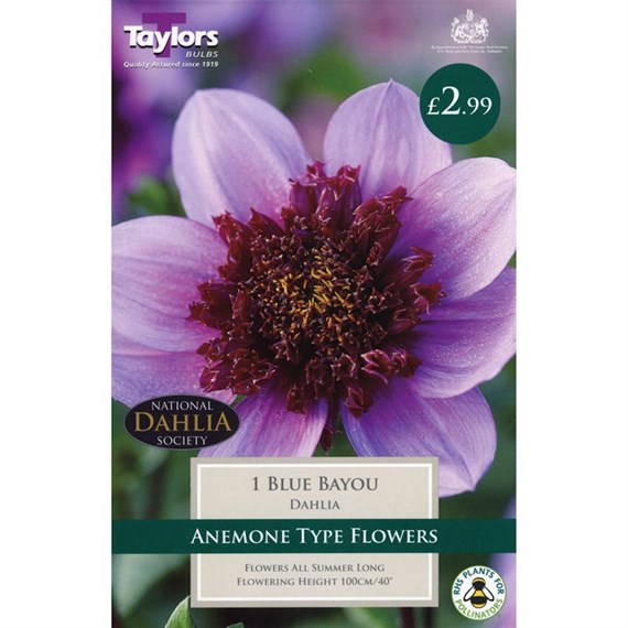 Taylors Bulbs Dahlia Blue Bayou (Single Pack) (TS418)