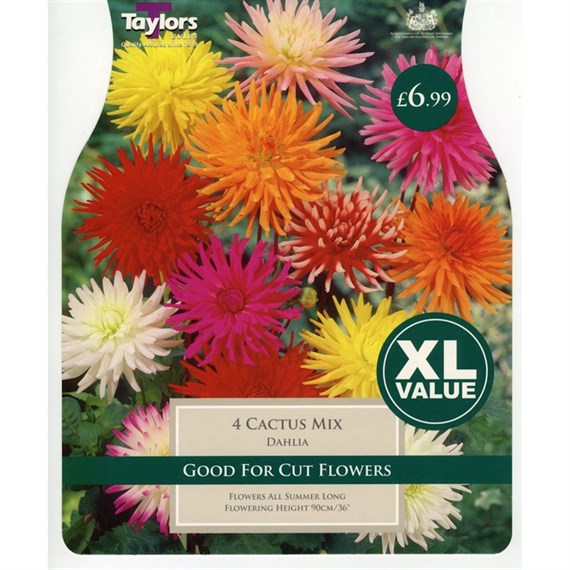 Taylors Bulbs Dahlia Cactus Mixed (3 Pack) (XL541)