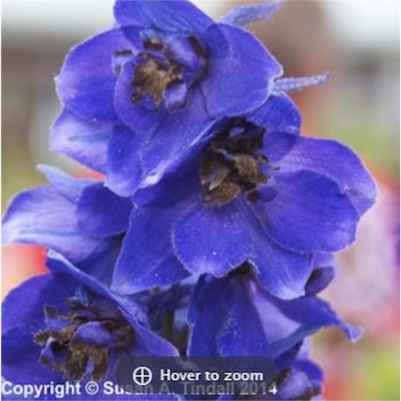 Delphinium Black Knight Perennial Plant 9cm - Set of 3