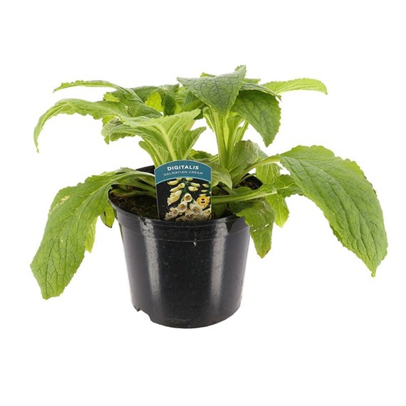 Digitalis Dalmation Cream 5L Pot Bedding