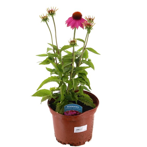 Echinacea Prarie Splendour Rose 3L Pot Bedding