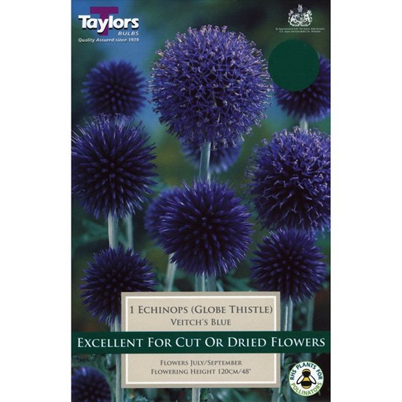 Taylors Bulbs Echinops Veitch's Blue (Single Pack) (TS826)