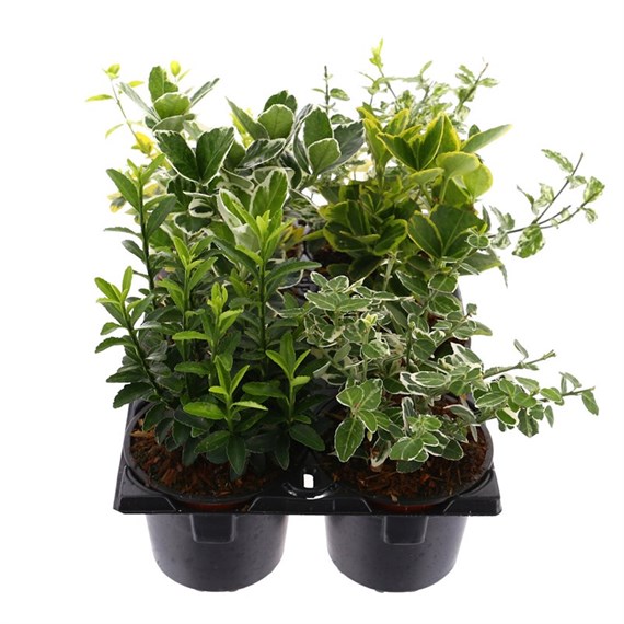 Euonymus Selection 6 Pack with Carry Handle - 6 x 9cm Pots