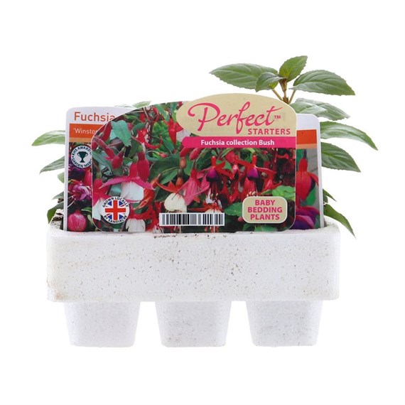 Fuchsia Bush Collection Mini 6 Boxed Bedding