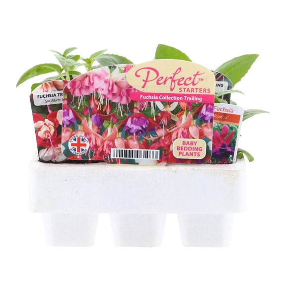 Fuchsia Trailing Collection Mini 6 Boxed Bedding