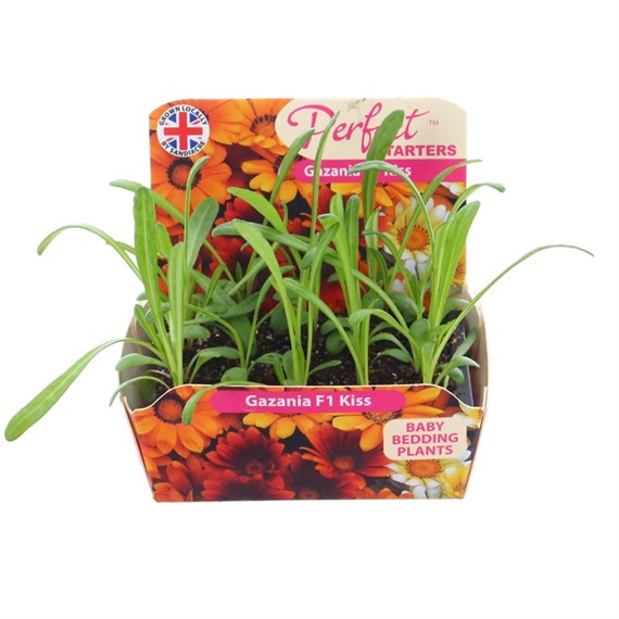 Gazania Kiss Mixed 20 Baby Bedding Cell Plug Plants