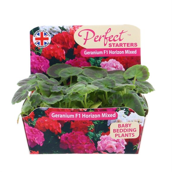 Geranium F1 Hybrid Horizon Mixed 20 Baby Bedding Cell Plug Plants