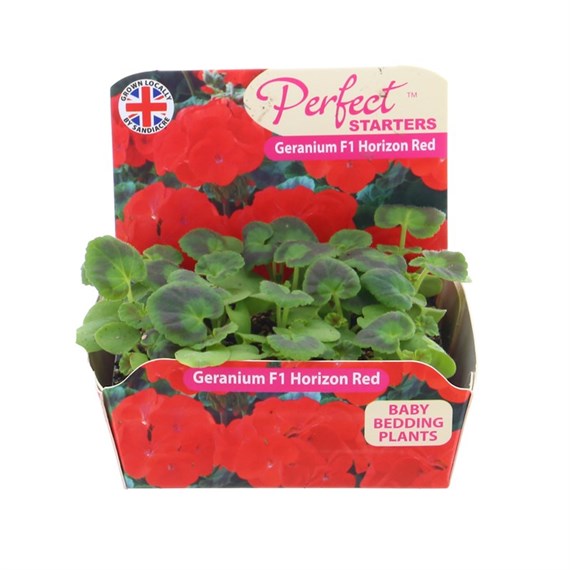 Geranium F1 Hybrid Red 20 Baby Bedding Cell Plug Plants