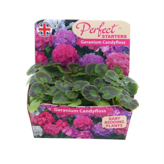 Geranium F1 Hybrids Candyfloss Mixed 20 Baby Bedding Cell Plug Plants